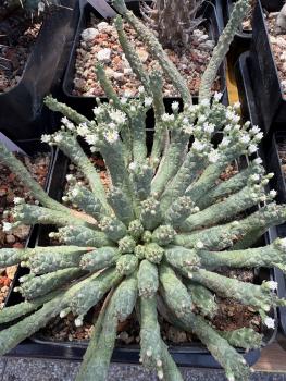 Preview: Euphorbia inermis
